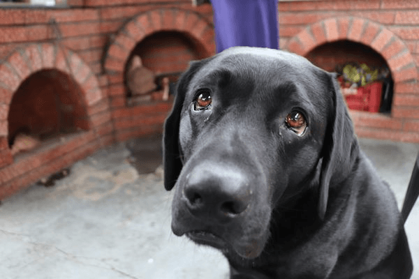 Chief relations manager